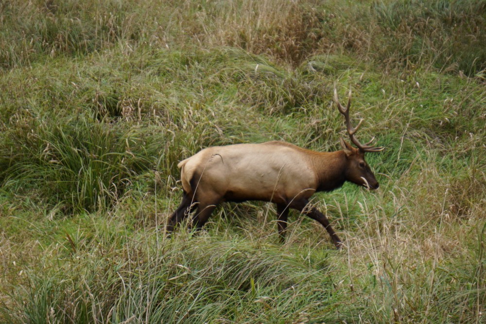Elk observed in Elk Meadows, redwood National Park, CA